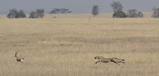 Cheetah chase screenshot